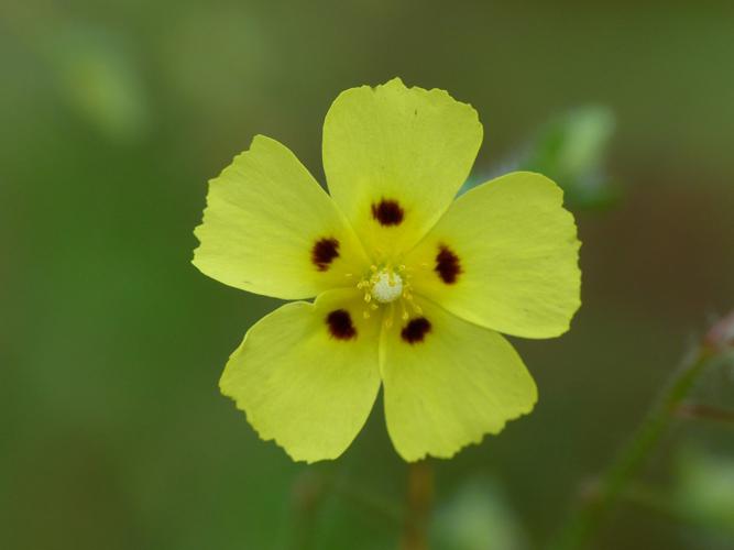 Hélianthème taché (Tuberaria guttata) © Morvan Debroize