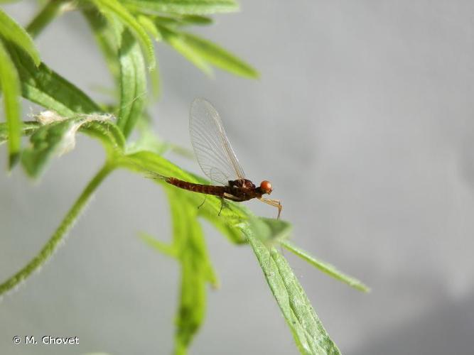 Serratella ignita © M. Chovet