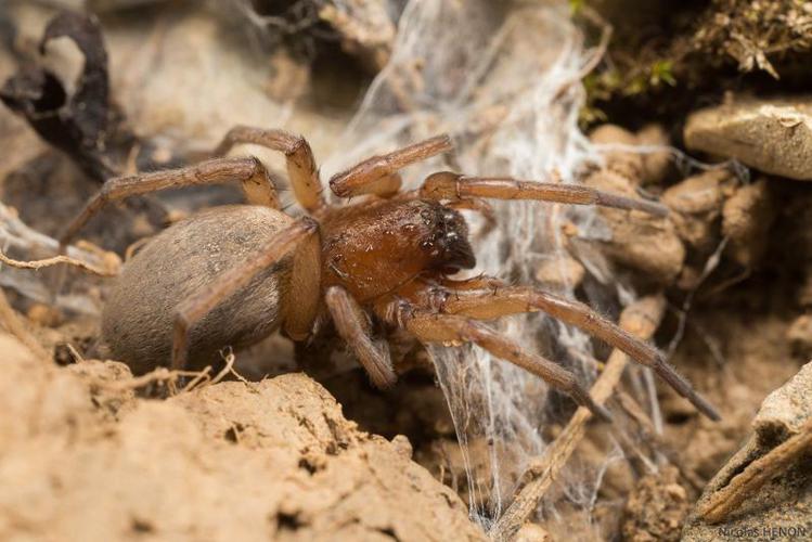 Drassodes cupreus © Nicolas Henon