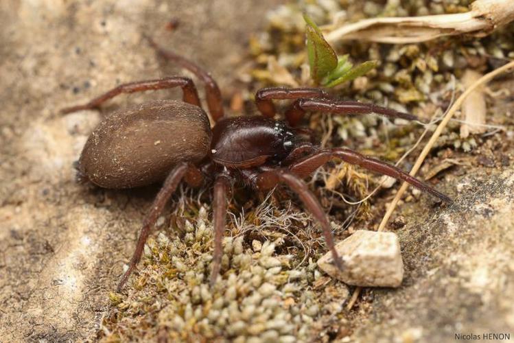 Haplodrassus signifer © Nicolas Henon