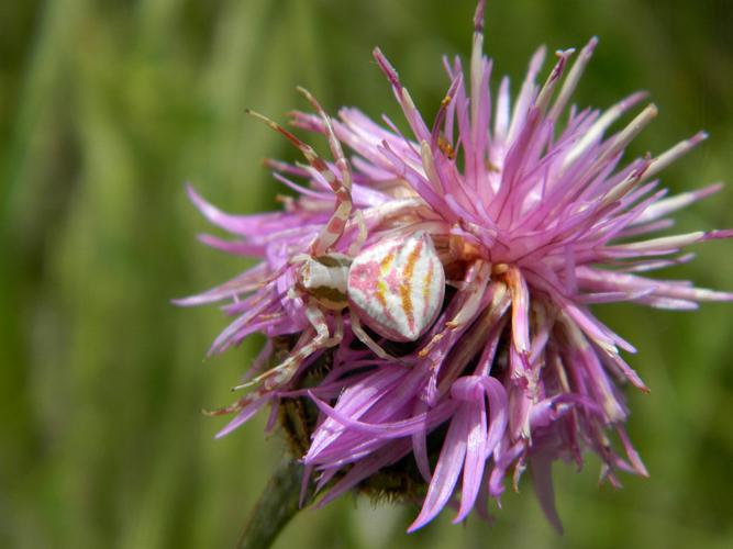 Thomise replet (Thomisus onustus), femelle © Morvan Debroize