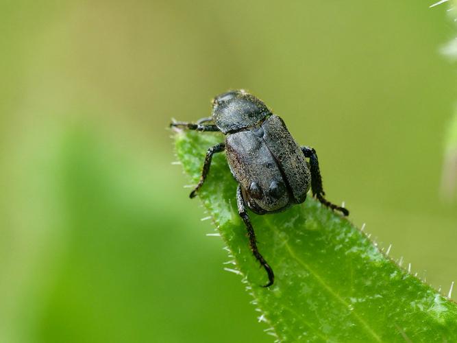 Hoplie farineuse (Hoplia philanthus) © Morvan Debroize