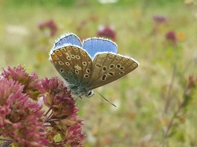 Argus bleu céleste (Lysandra bellargus) - Mâle © Rémi Jardin