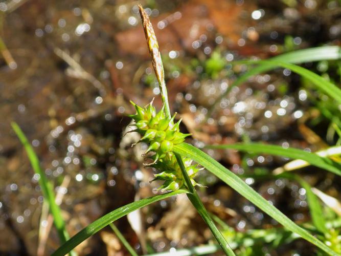 Laîche vert jaunâtre (Carex demissa) © Florent Maufay