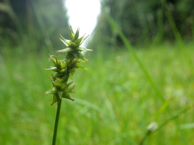 Laîche étoilée (Carex echinata) © Florent Maufay