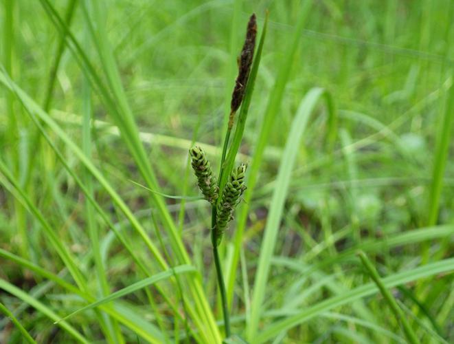 Laîche vulgaire (Carex nigra) © Florent Maufay