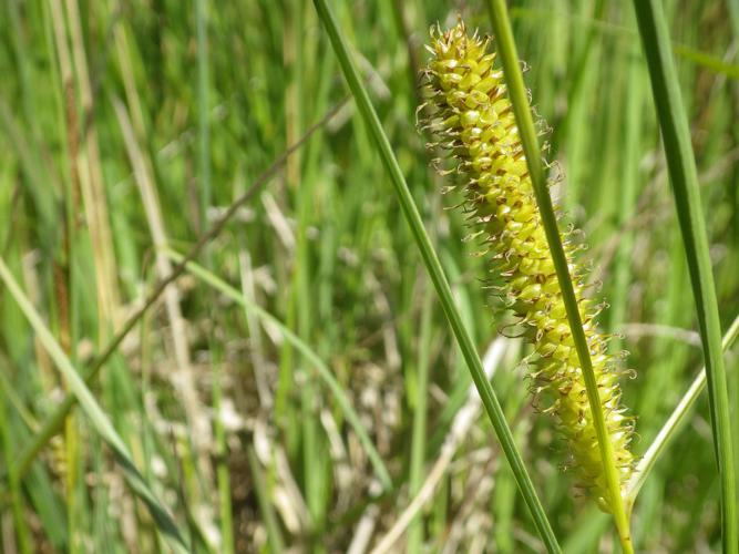 Laîche à bec (Carex rostrata) © Florent Maufay