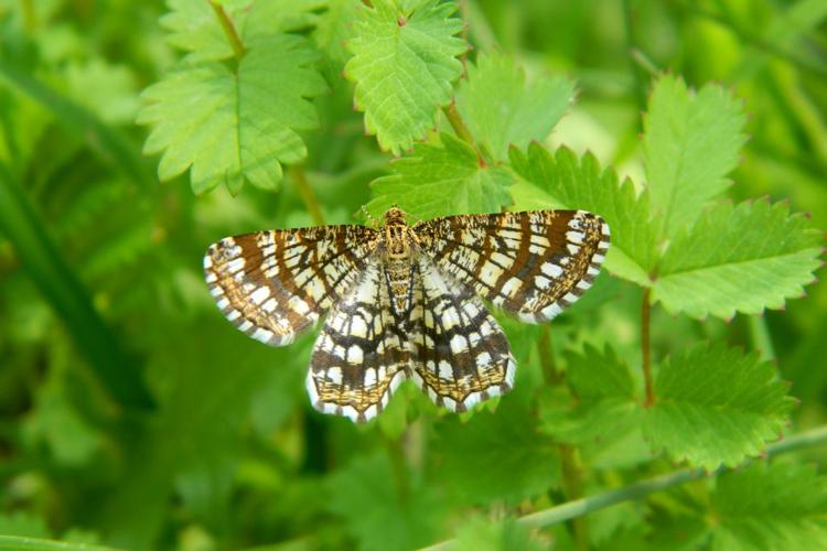 Le Réseau (Chiasmia clathrata) © Morvan Debroize