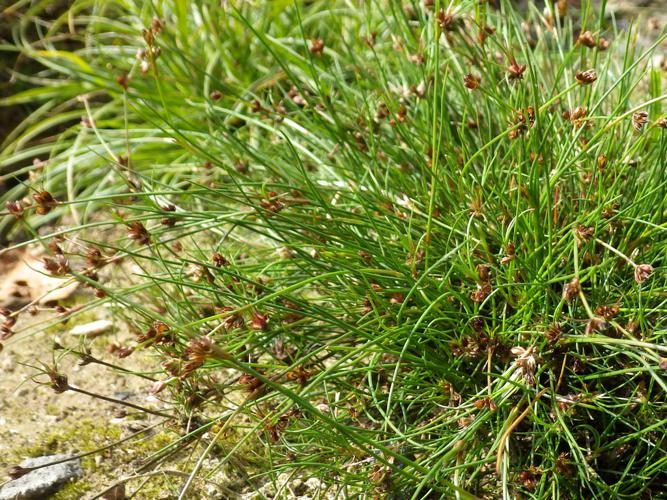 Jonc bulbeux (Juncus bulbosus) © Florent Maufay