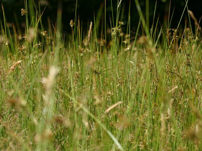 Jonc épars (Juncus effusus) © Florent Maufay