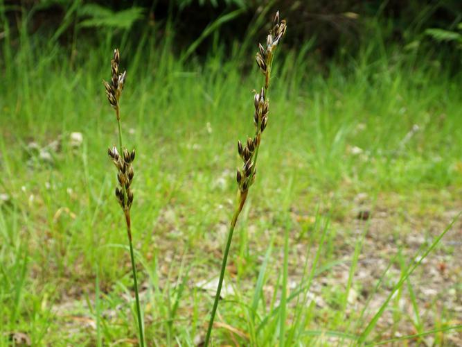 Jonc rude (Juncus squarrosus) © Florent Maufay