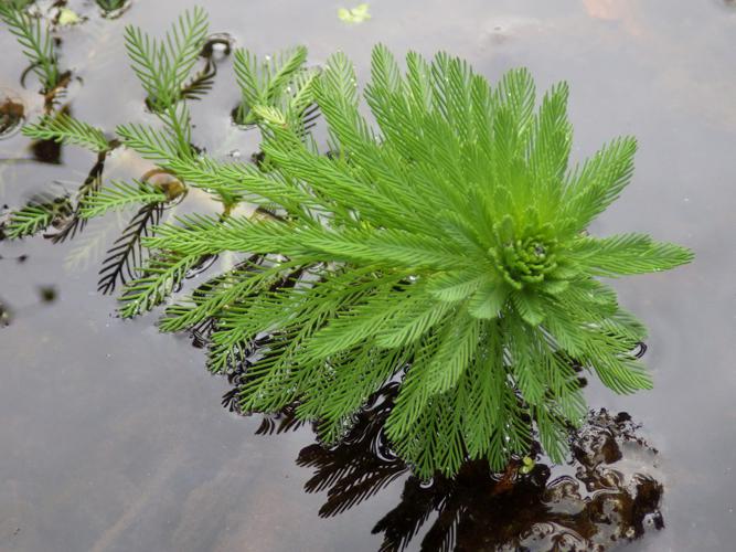 Myriophylle du Brésil (Myriophyllum aquaticum) © Florent Maufay