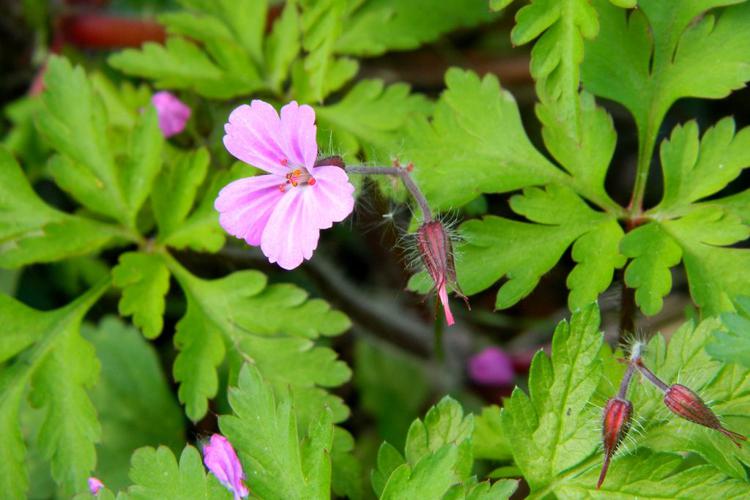 Herbe à Robert (Geranium robertianum) © Morvan Debroize