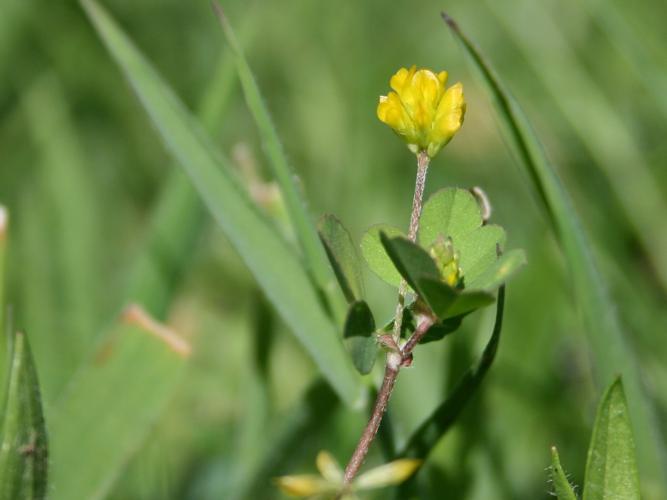 Trèfle champêtre (Trifolium campestre) © Florent Maufay