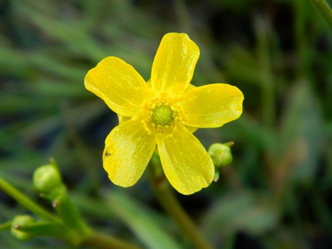 Renoncule flammette (Ranunculus flammula), fleur © Morvan Debroize