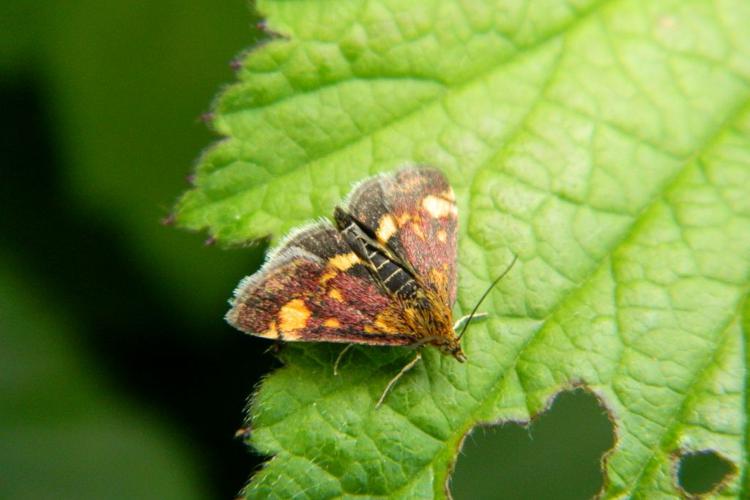 Pyrale de la Menthe (Pyrausta aurata) © Morvan Debroize