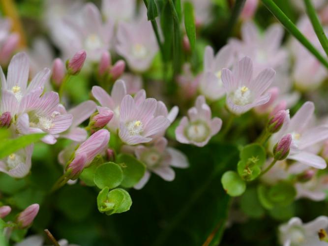 Mouron délicat (Lysimachia tenella) © Erwan Blottière