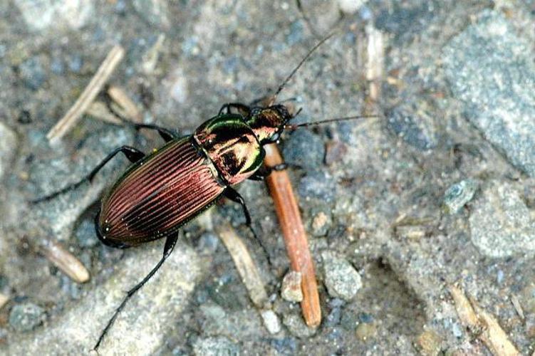 Poecilus cupreus © James Lindsey at Ecology of Commanster