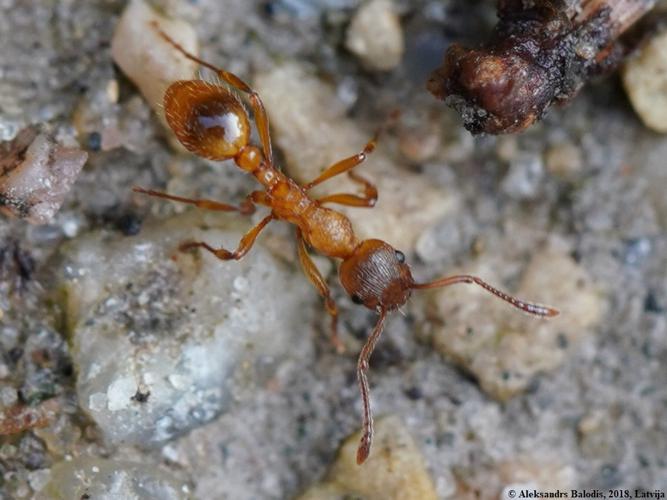 Myrmica ruginodis © Aleksandrs Balodis