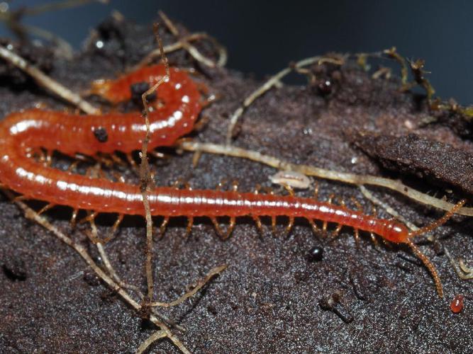 Strigamia acuminata © Felix Riegel