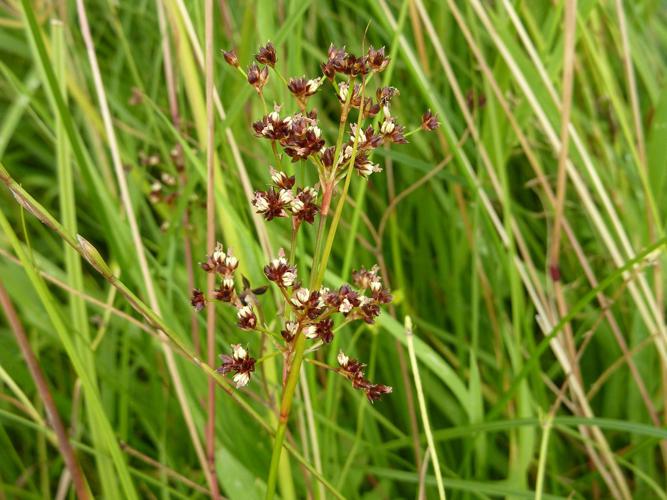 Jonc à fruits luisants (Juncus articulatus) © Jeanne Glais