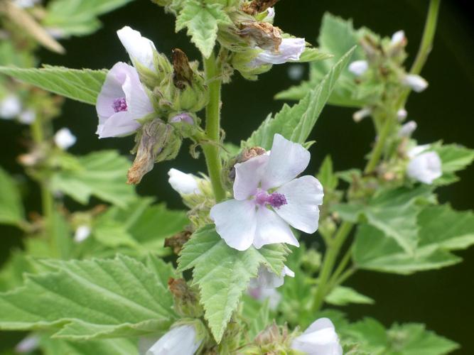 Guimauve officinale (Althaea officinalis) © Morvan Debroize