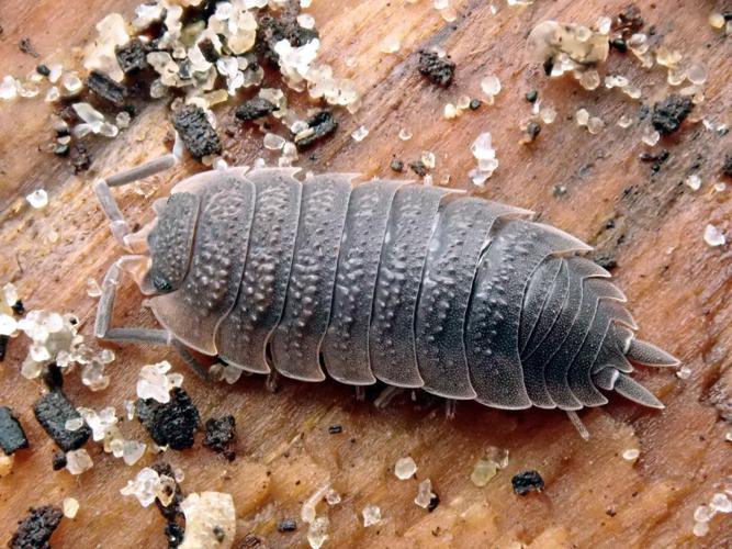 Porcellio scaber © "AWI i Pr."