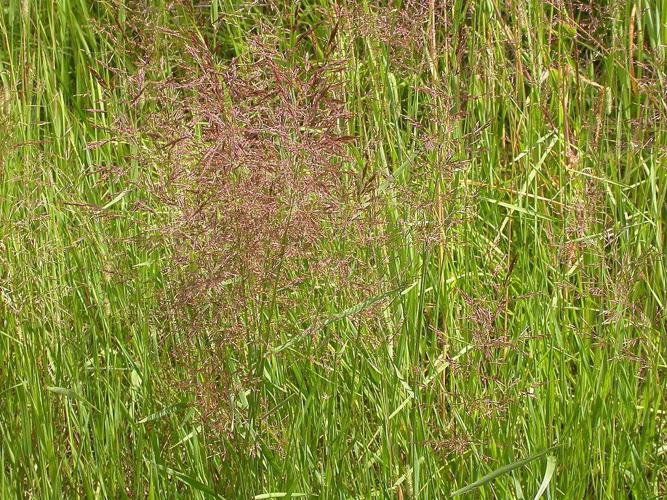 Agrostide stolonifère (Agrostis stolonifera) © Matt Lavin from Bozeman