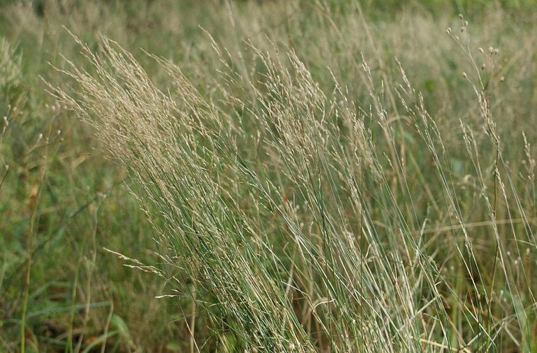 Pâturin des bois (Poa nemoralis) © Krzysztof Ziarnek Kenraiz