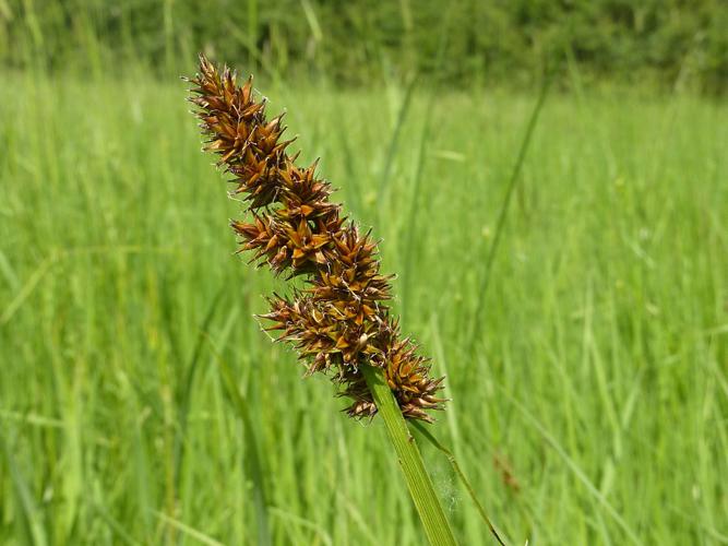 Laîche des renards (Carex vulpina) © Jeanne Glais