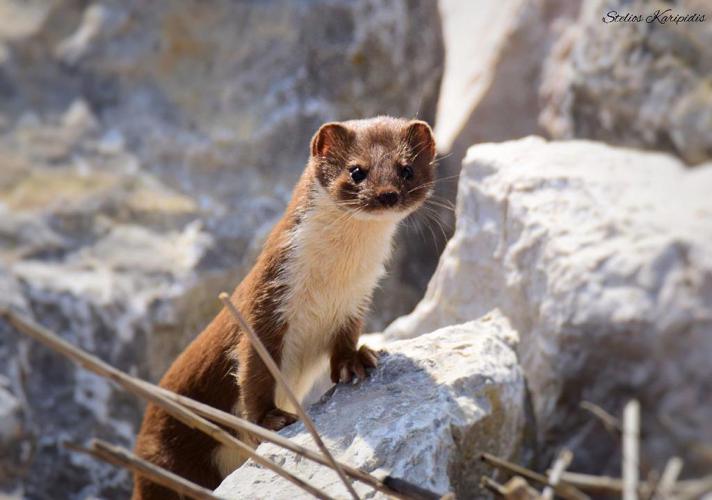 Belette d'Europe (Mustela nivalis) © lioskaripidis