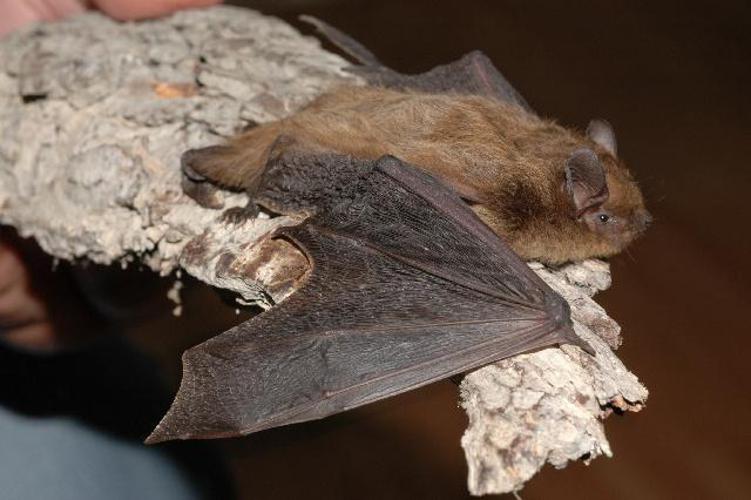 Pipistrelle de Nathusius (Pipistrellus nathusii) © Evgeniy Yakhontov