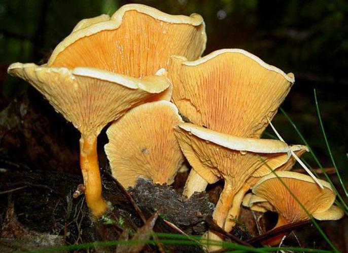 Fausse girolle (Hygrophoropsis aurantiaca) © W.J. Pilsak