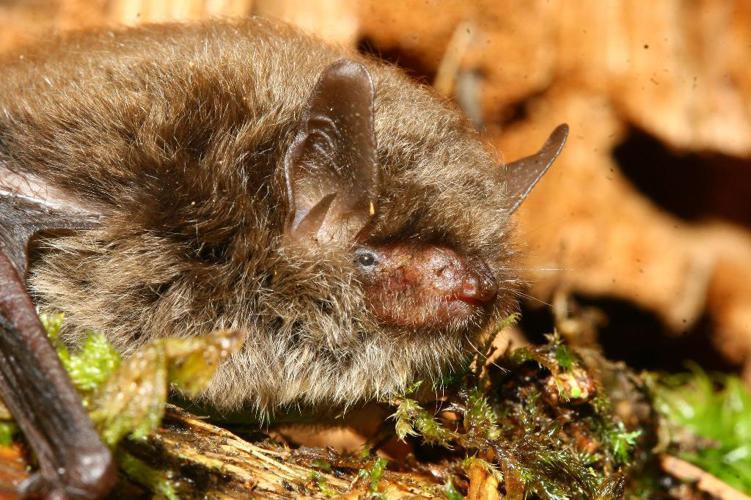 Murin d'Alcathoe (Myotis alcathoe) © Manuel Ruedi