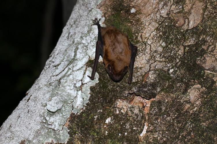 Noctule de Leisler (Nyctalus leisleri) © Manuel Ruedi