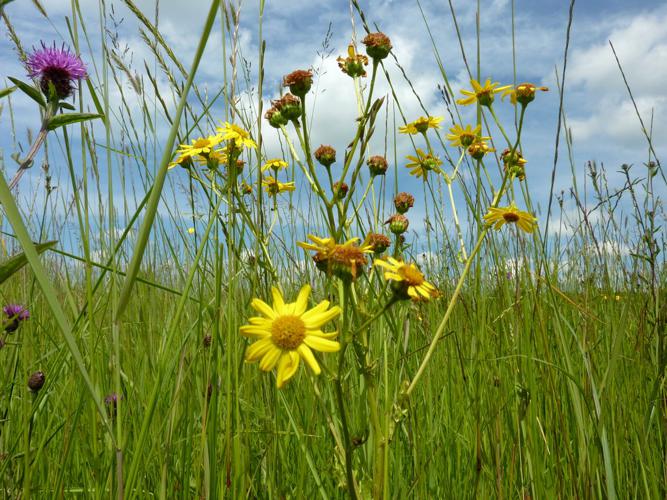 Séneçon aquatique (Senecio aquaticus) © Jeanne Glais