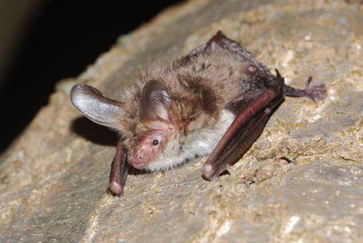 Murin de Bechstein (Myotis bechsteinii) © Kees van Bochove