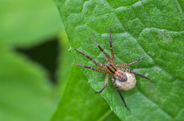 Hygrolycosa rubrofasciata © Bogdan V. Kryzhatyuk