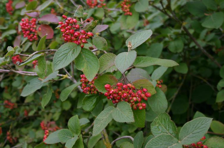 Viorne mancienne (Viburnum lantana) © Michaël Houseaux