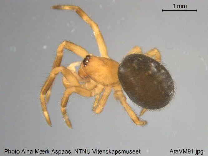 Enoplognatha thoracica © NTNU Univ. Museum, Dep. of Natural History