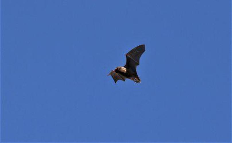 Pipistrelle de Kuhl (Pipistrellus kuhlii) © Manuel Rued