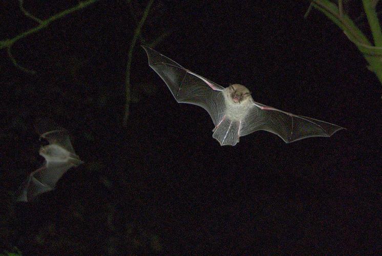 Murin de Natterer (Myotis nattereri) © Guido Gerding