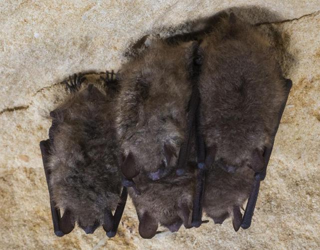 Murin à oreilles échancrées (Myotis emarginatus) © "michel-peero"