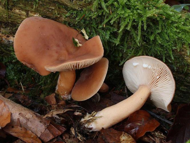 Lactaire douceâtre (Lactarius subdulcis) © H, Krisp