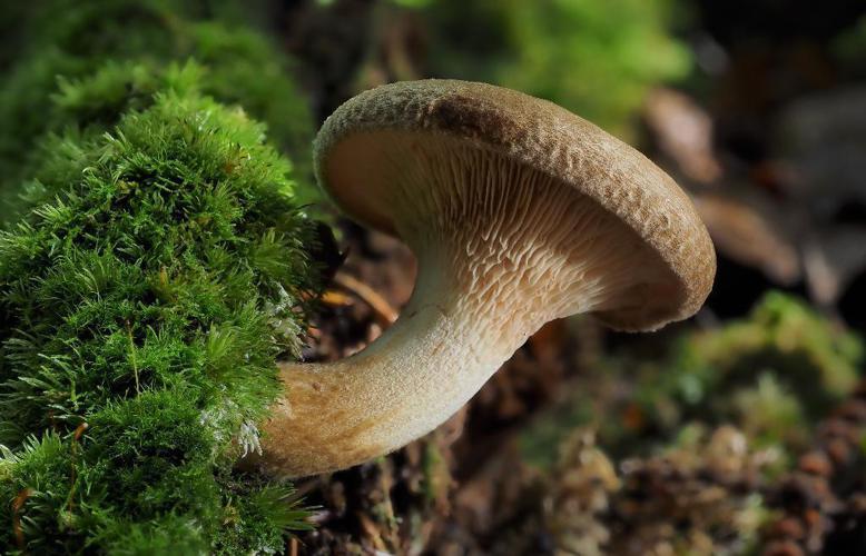 Paxille enroulé (Paxillus involutus) © Petar Milošević