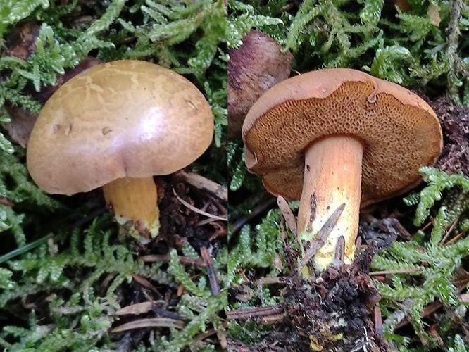 Bolet poivré (Chalciporus piperatus) © "Joseba"