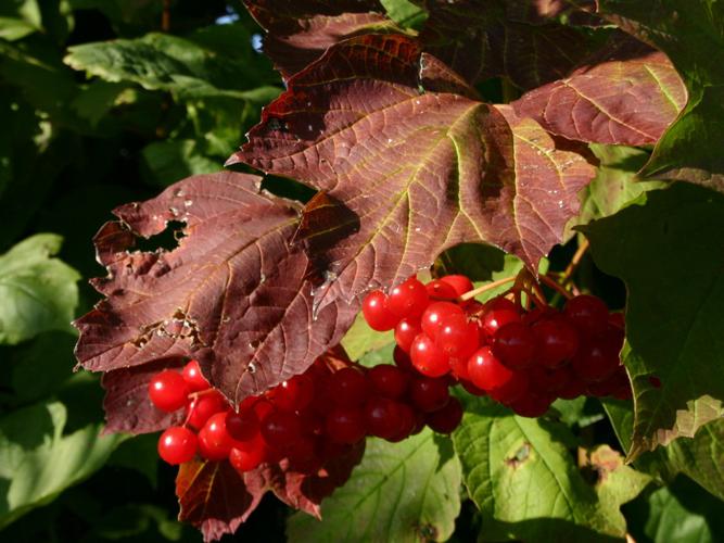 Viorne obier (Viburnum opulus) © Michaël Houseaux