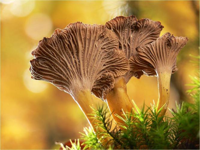 Chanterelle en tube (Craterellus tubaeformis) © Lebrac