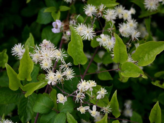 Clématite des haies (Clematis vitalba), fleurs © Michaël Houseaux