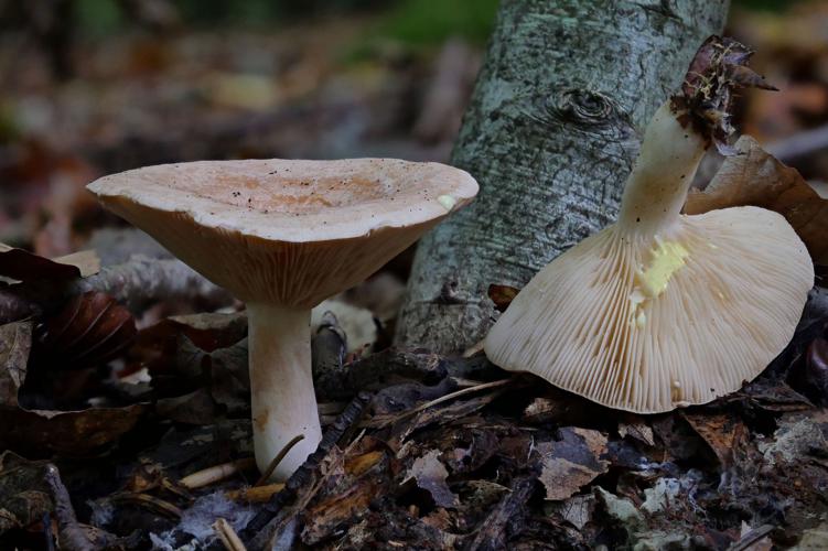 Lactaire à lait jaunissant (Lactarius chrysorrheus) © Flemming V. Larsen